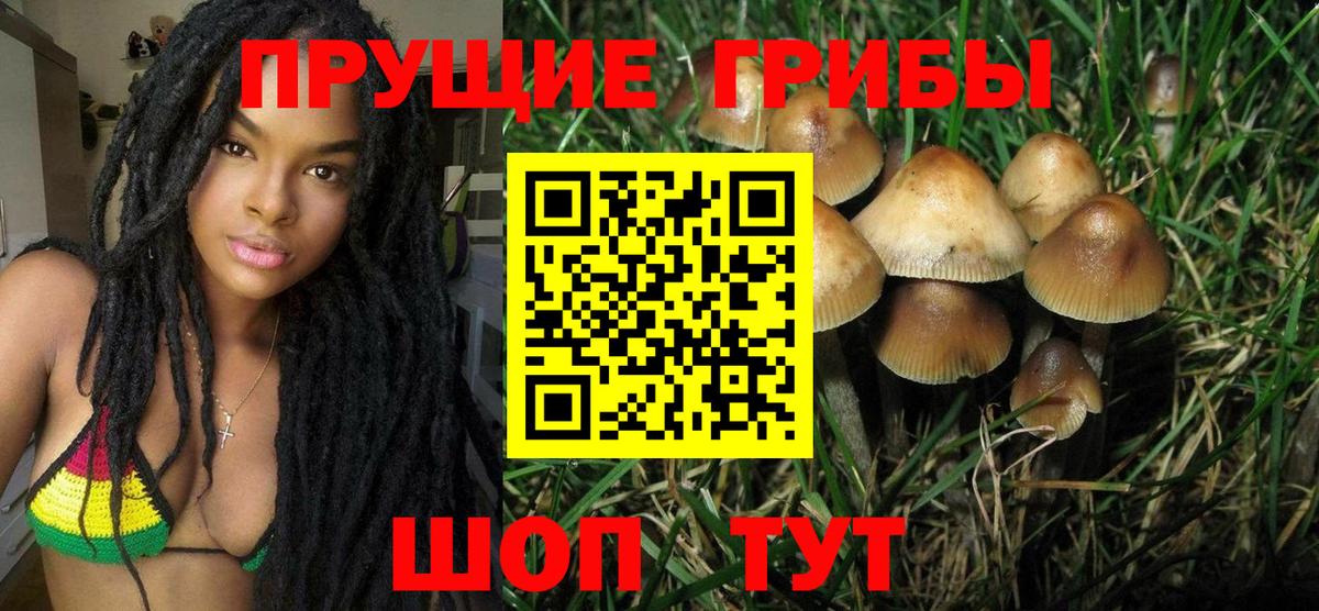 Усть-Илимск  где найти   Вход с VPN  Псилоцибиновые грибы Psilocybe 